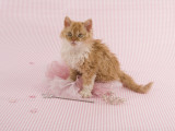 Selkirk Rex Photographic Print