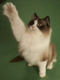 Ragdoll Photographic Print