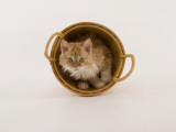 Selkirk Rex Photographic Print