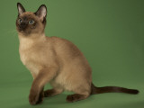Tonkinese Impressão fotográfica Tonkinese Impressão fotográfica