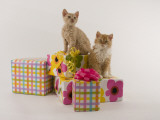 Selkirk Rex Photographic Print