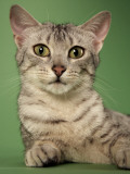 Egyptian Mau Photographic Print