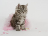 Maine Coon Photographie