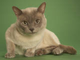 Tonkinese Impressão fotográfica Tonkinese Impressão fotográfica