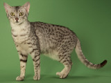 Egyptian Mau Photographic Print