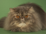 Persian Photographic Print