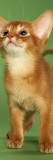 Abyssinian Lámina fotográfica Abyssinian Lámina fotográfica