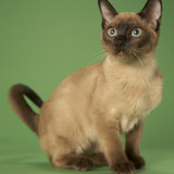 Tonkinese Impressão fotográfica Tonkinese Impressão fotográfica