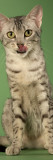 Egyptian Mau Photographic Print