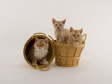 Selkirk Rex Photographic Print