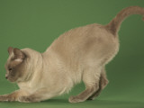 Tonkinese Impressão fotográfica Tonkinese Impressão fotográfica