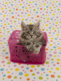 Maine Coon Impressão fotográfica Maine Coon Impressão fotográfica