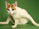 Japanese Bobtail Impressão fotográfica