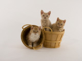 Selkirk Rex Photographic Print