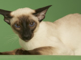 Siamese Photographic Print