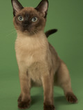 Tonkinese Impressão fotográfica Tonkinese Impressão fotográfica