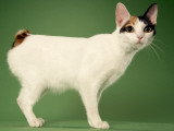 Japanese Bobtail Impressão fotográfica