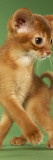 Abyssinian Lámina fotográfica Abyssinian Lámina fotográfica