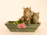 Maine Coon Photographie