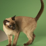 Tonkinese Photographic Print