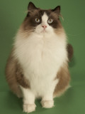 Ragdoll Impressão fotográfica Ragdoll Impressão fotográfica