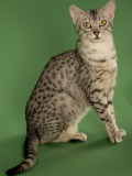 Egyptian Mau Photographic Print