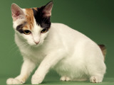 Japanese Bobtail Impressão fotográfica