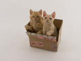 Selkirk Rex Photographic Print