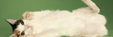 Japanese Bobtail Impressão fotográfica