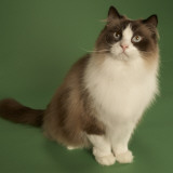 Ragdoll Photographic Print