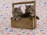 Maine Coon Impressão fotográfica Maine Coon Impressão fotográfica