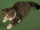 Scottish Fold Impressão fotográfica