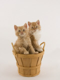 Selkirk Rex Photographic Print