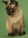 Tonkinese Impressão fotográfica Tonkinese Impressão fotográfica