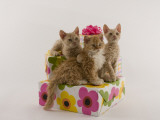 Selkirk Rex Photographic Print