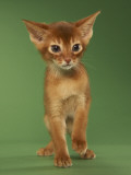 Abyssinian Photographic Print