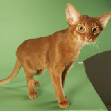 Abyssinian Photographic Print