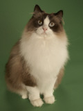 Ragdoll Photographie