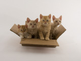 Selkirk Rex Photographic Print