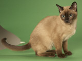 Tonkinese Impressão fotográfica Tonkinese Impressão fotográfica