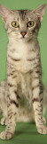 Egyptian Mau Photographic Print
