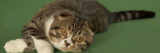 Scottish Fold Impressão fotográfica
