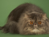 Persian Photographic Print