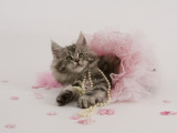 Maine Coon Photographie