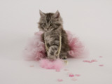Maine Coon Photographie