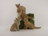 Selkirk Rex Photographic Print