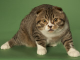 Scottish Fold Impressão fotográfica