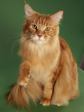 Maine Coon Lámina fotográfica