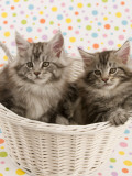 Maine Coon Impressão fotográfica Maine Coon Impressão fotográfica