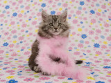Maine Coon Impressão fotográfica Maine Coon Impressão fotográfica